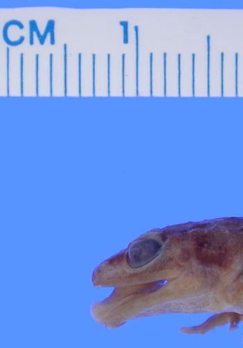 Media type: image; Herpetology A-19704